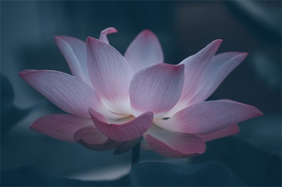元旦节朋友圈怎么发 元旦节朋友圈句子(精选25句)