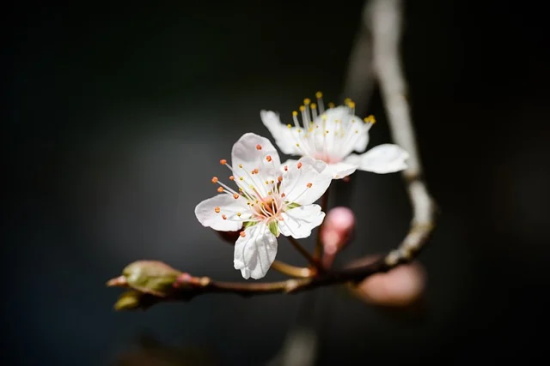 欣然怒放造句 欣然怒放造句子三年级美的句子