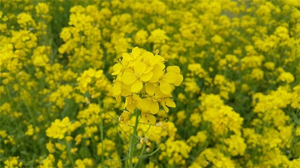 中秋节教师节祝福文案说说 中秋节分手文案