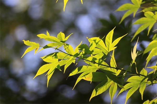 迎接八一建军节93周年心情说说