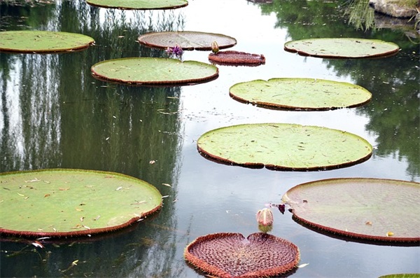 芍药居2号院是什么? 芍药居2号院是什么?