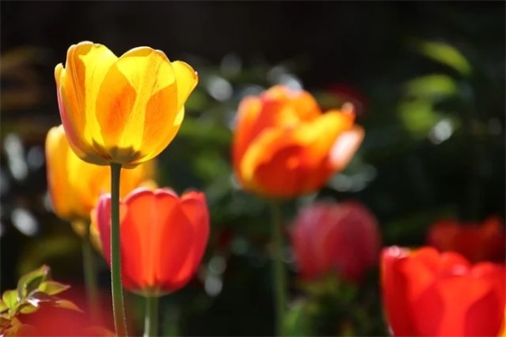 青菜里面有维生素c嘛?菜花蛇寓意? 青菜里面有维生素c嘛?菜花蛇寓意?