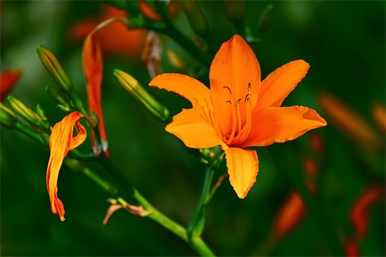茶花的种类有哪些?如何培养和保养茶花? 茶花的种类有哪些?如何培养和保养茶花?