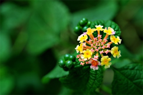 花核涂上合欢药会有什么效果? 花核涂上合欢药会有什么效果?
