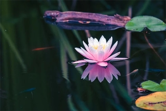 对单位的新年寄语 【新单位新年寄语】 对单位的新年寄语 【新单位新年寄语】