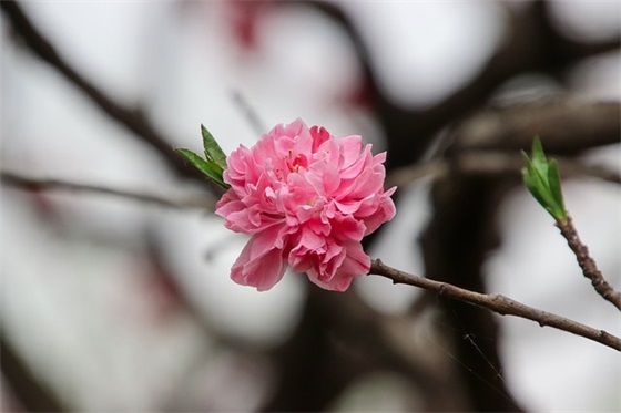 送给闺蜜的生日寄语 【送给闺蜜的生日贺语】 送给闺蜜的生日寄语 【送给闺蜜的生日贺语】