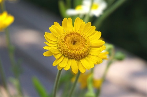 中秋节日寄语 【中秋节日寄语400字左右】 中秋节日寄语 【中秋节日寄语400字左右】