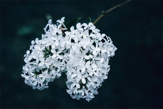 洛杉矶之战经典台词