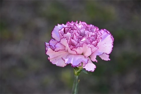 有关端午节屈原句子189句 有关端午节屈原句子189句